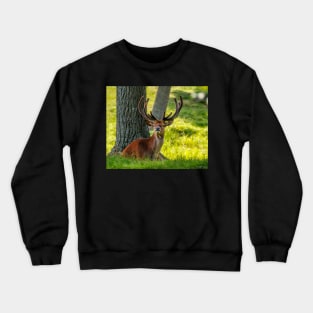 Red Deer Stag Crewneck Sweatshirt